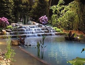 Lush Pool Design